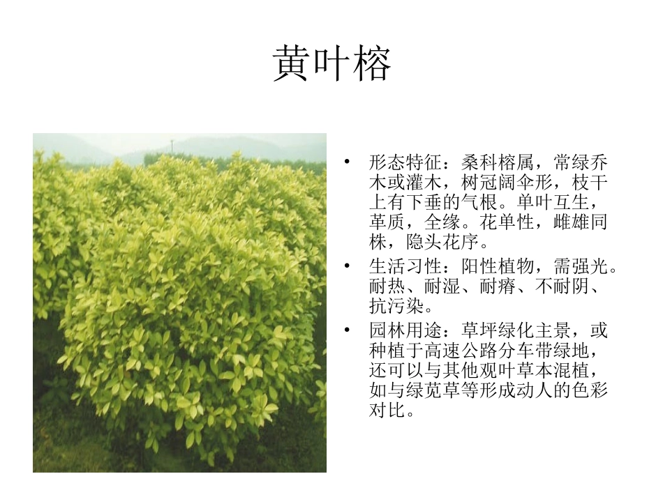 300种园林常用植物(2)_第2页