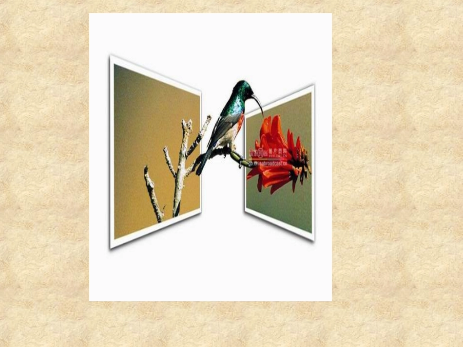 【语文】文本2《鸟啼》课件1（苏教版必修2）_第2页