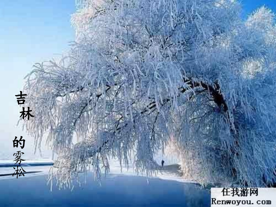 《黄山奇松》第一课时_第3页