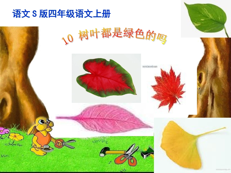 10树叶都是绿色的吗ppt课件_第1页