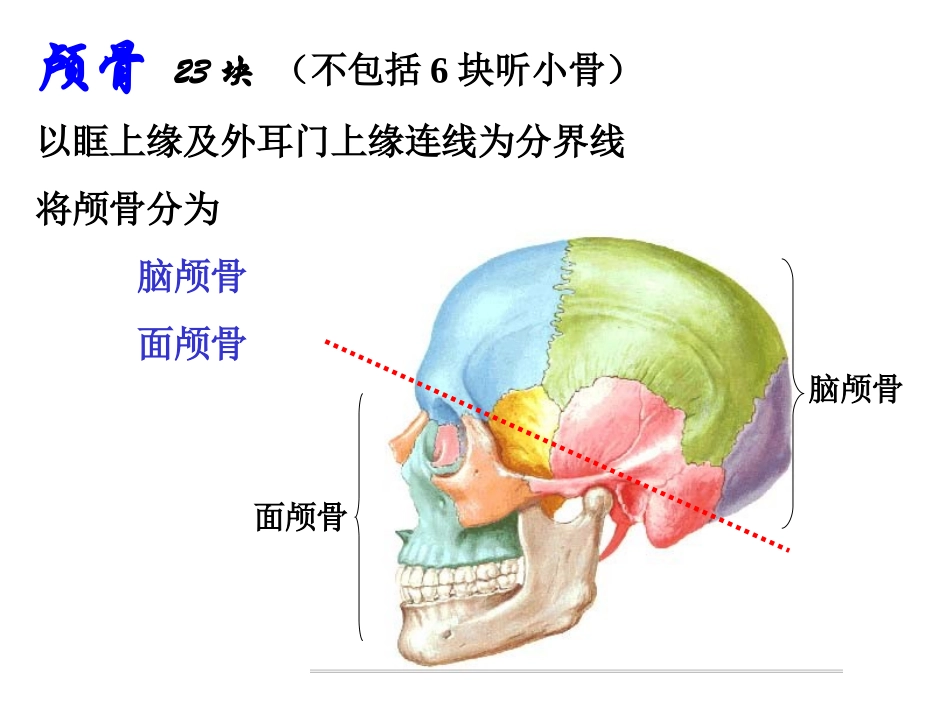 《人体解剖学》--颅骨_第2页