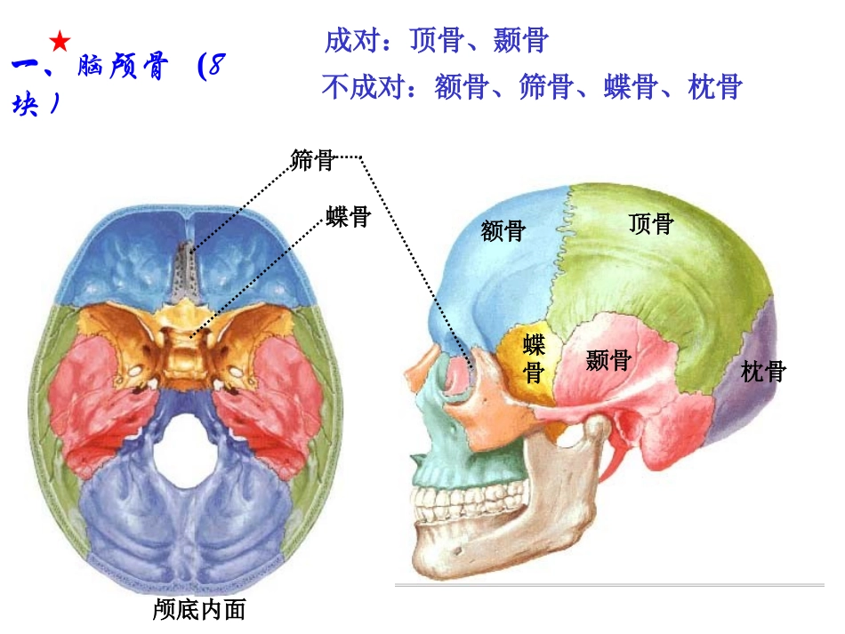 《人体解剖学》--颅骨_第3页