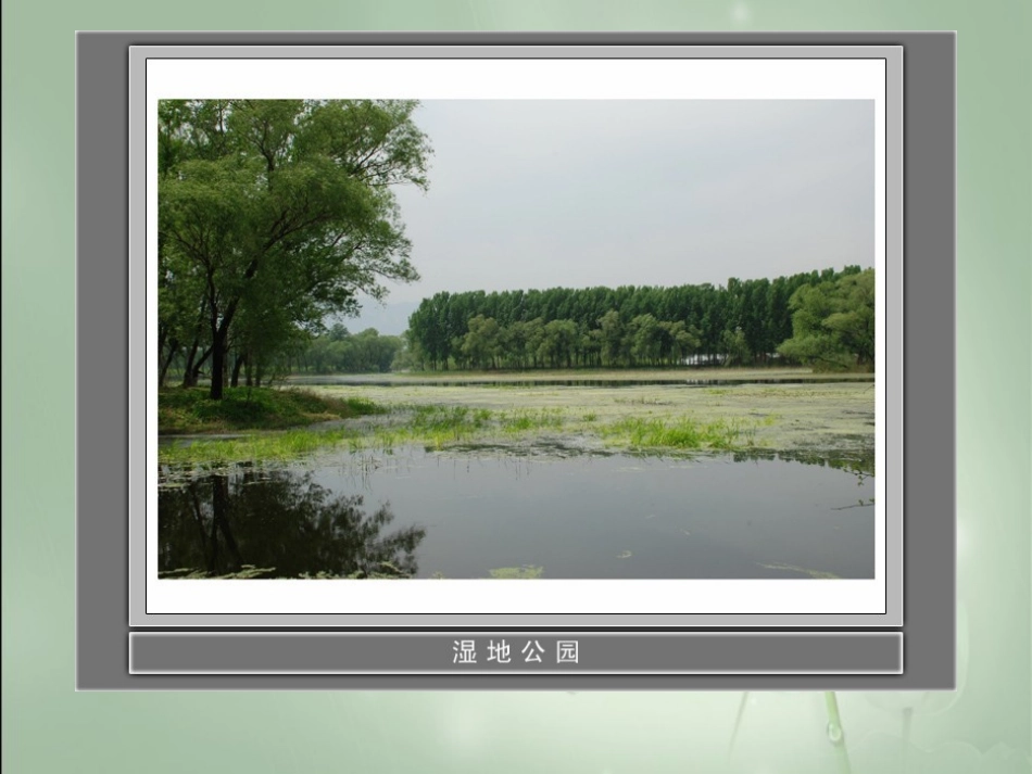 4.水生植物_第3页