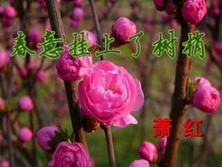 春意挂上了树梢