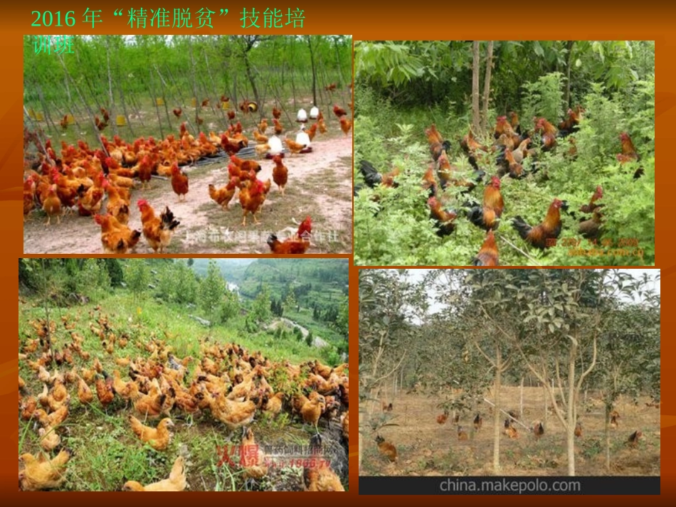 2016年“精准扶贫”生态养鸡教案2_第3页
