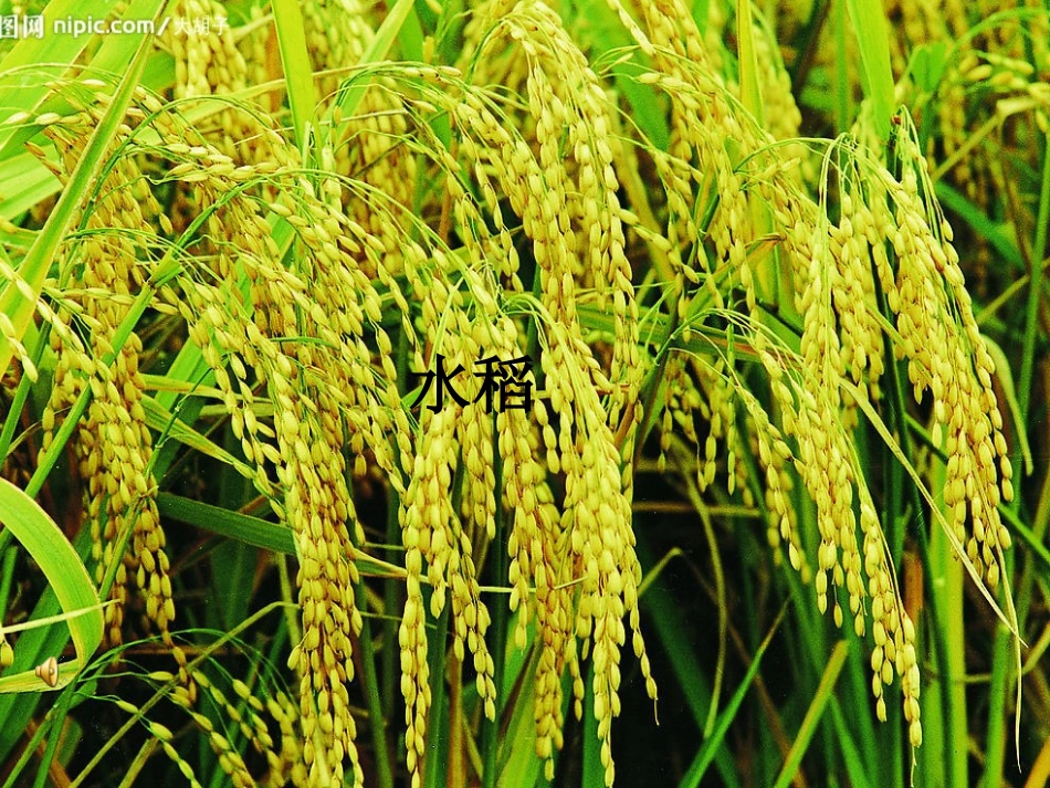 《绿色植物在生物圈中的作用》_第1页