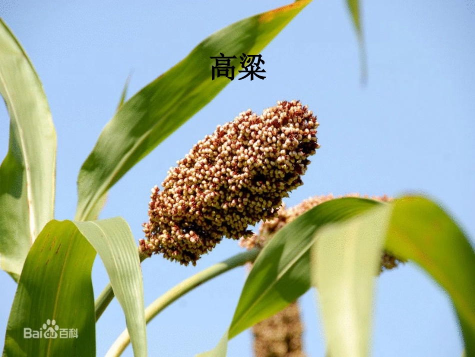 《绿色植物在生物圈中的作用》_第2页