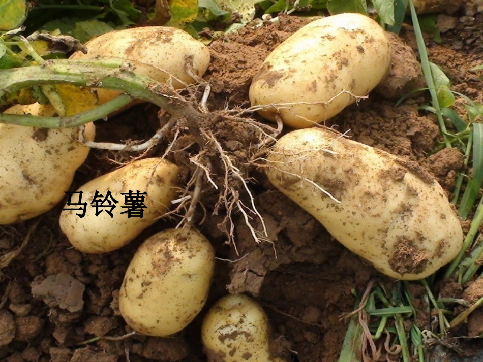 《绿色植物在生物圈中的作用》_第3页