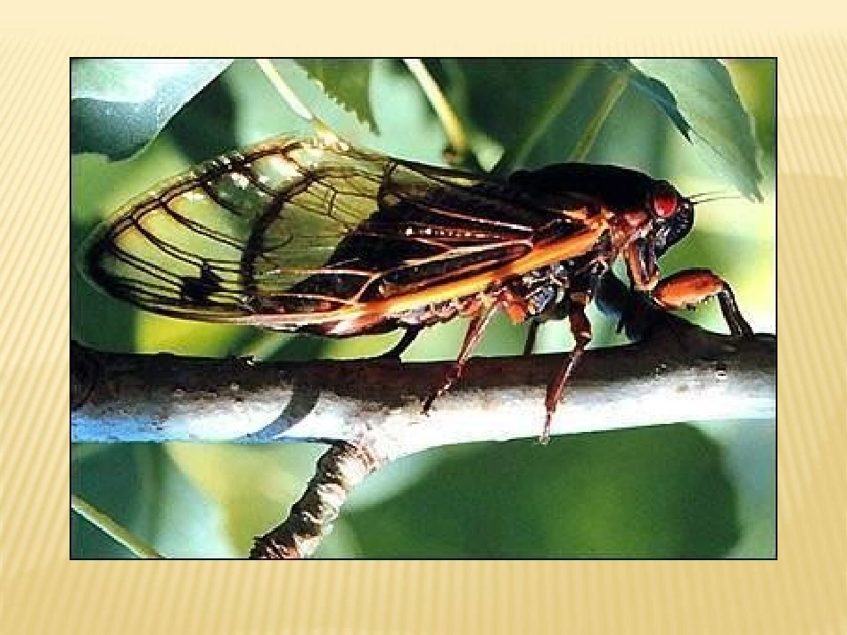 19、蝉(法布尔)实用、高效_第2页