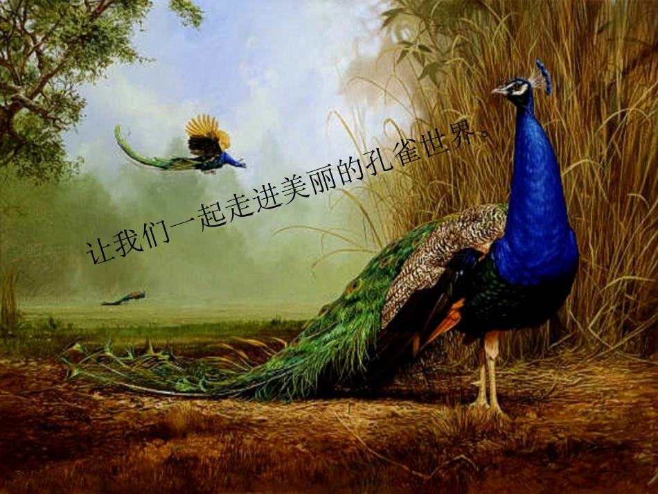 一年级美术美丽的孔雀_课件_第3页