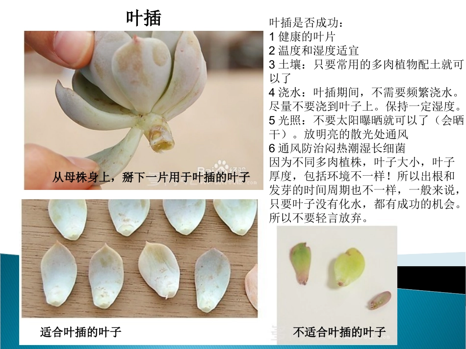 多肉植物种植技巧_第2页