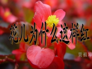 《花儿为什么这样红》PPT