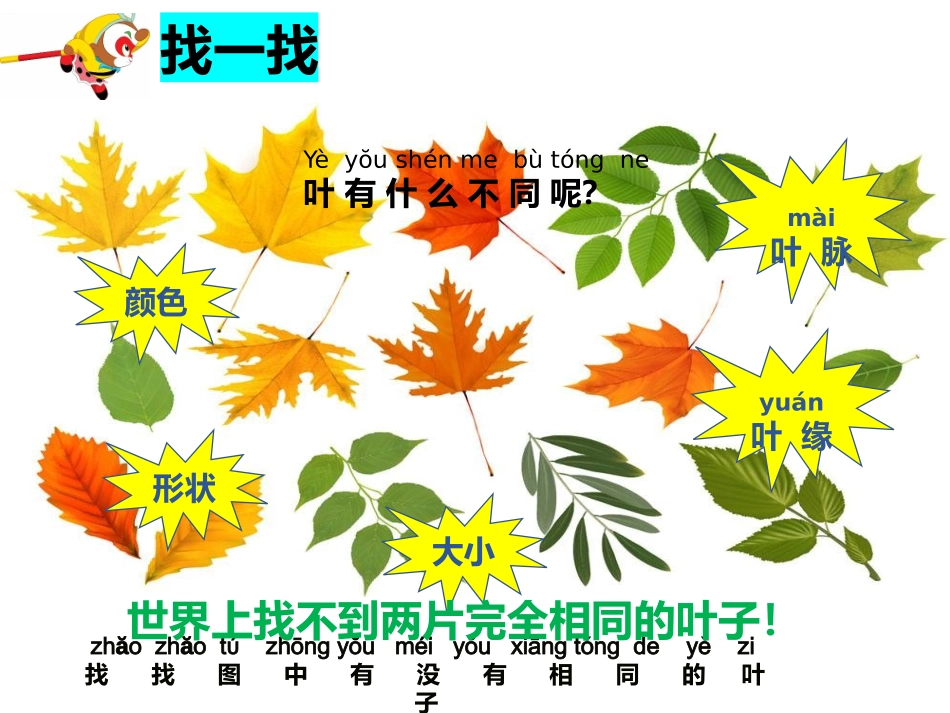 一年级课科学上一3观察叶_第2页