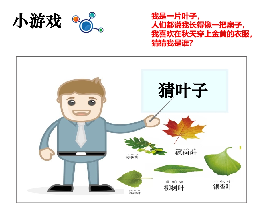 一年级课科学上一3观察叶_第3页