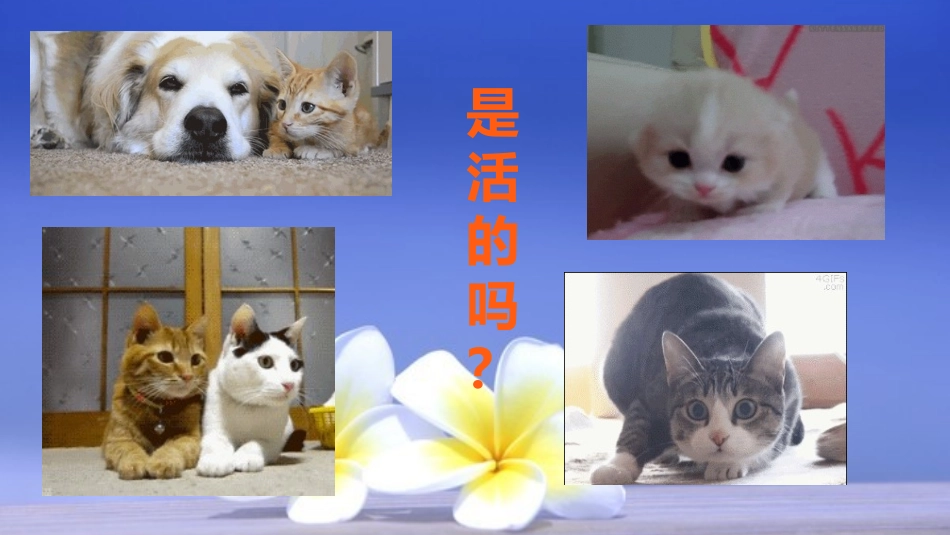 植物是活的吗.pptx 严燕萍_第3页