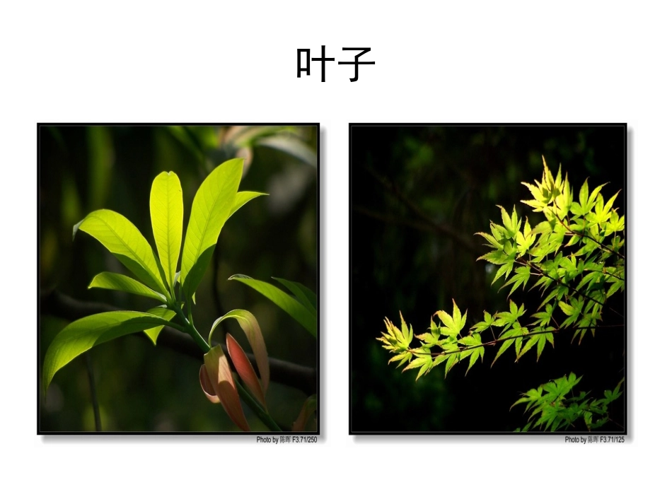 做一片美的叶子_第2页