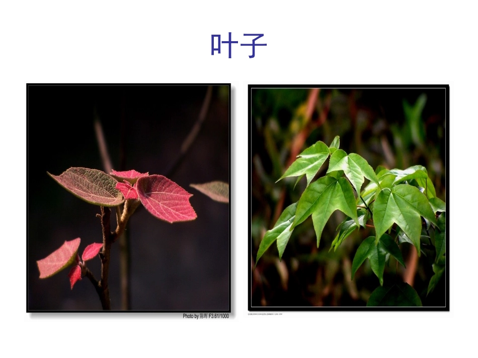 做一片美的叶子_第3页