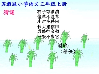 小稻秧脱险记课件