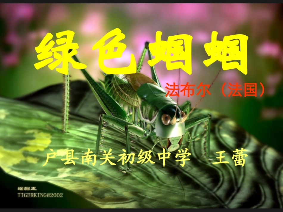 王蕾《绿色蝈蝈》课件_第1页