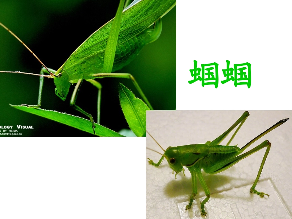 送给盲婆婆的蝈蝈课件_第3页