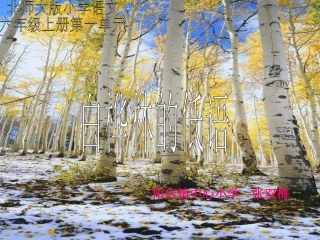 《白桦林的低语》课件