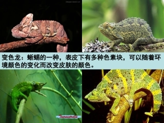 《变色龙》精致课件