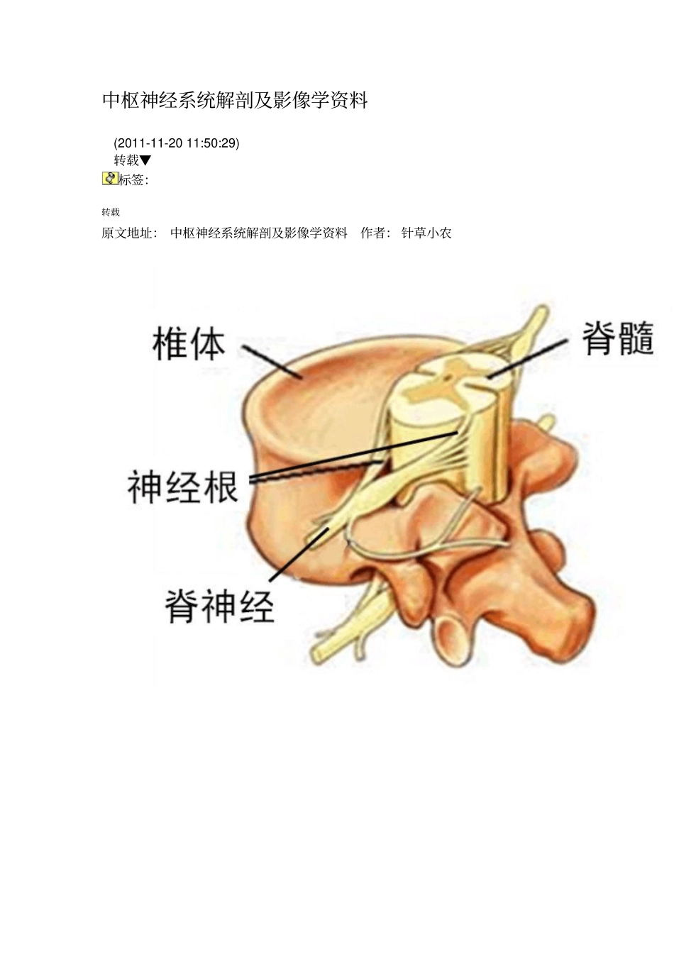中枢神经系统解剖与影像学资料_第1页