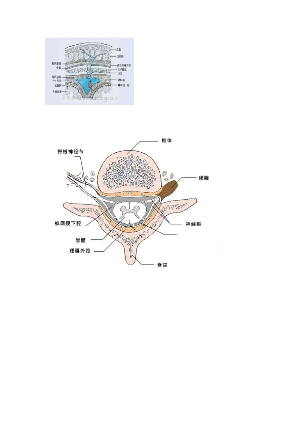 中枢神经系统解剖与影像学资料_第2页