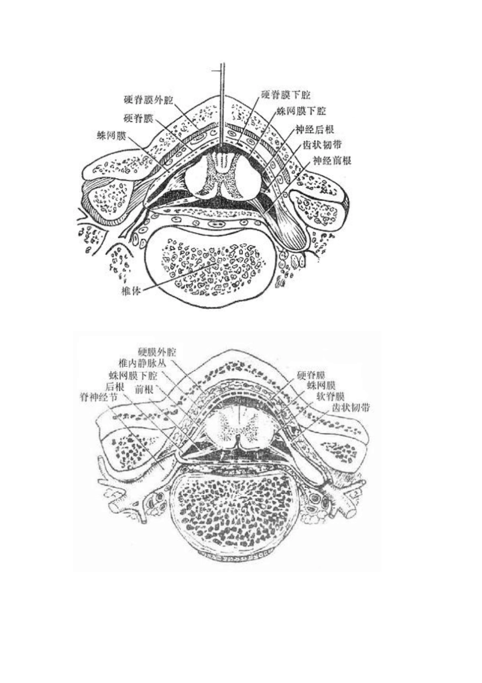 中枢神经系统解剖与影像学资料_第3页
