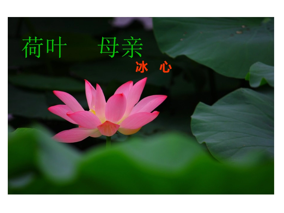 《荷叶——母亲》_第1页