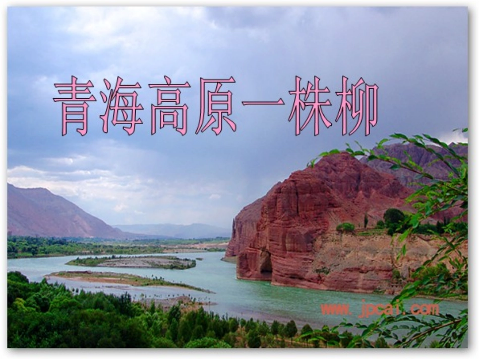 青海高原一株柳_第1页