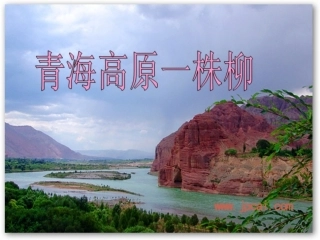 青海高原一株柳