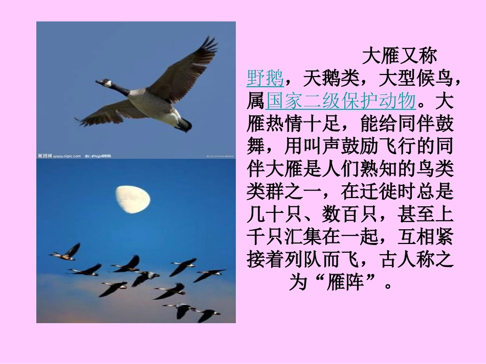 《惊弓之鸟》课件_第2页