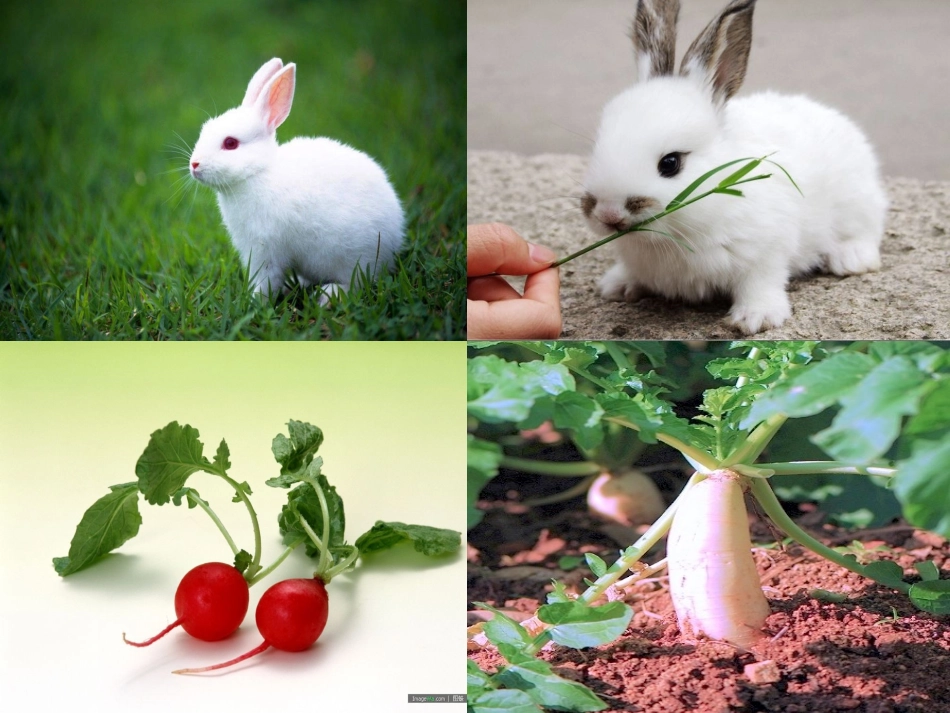 《动物植物人》_第2页