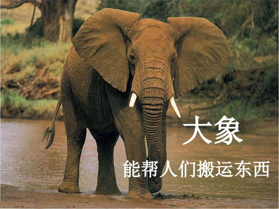 有趣的动植物_第3页