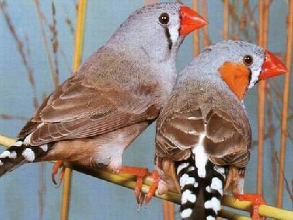 《珍珠鸟》课件_第3页