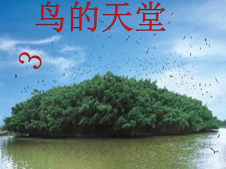 《鸟的天堂》课件_第1页