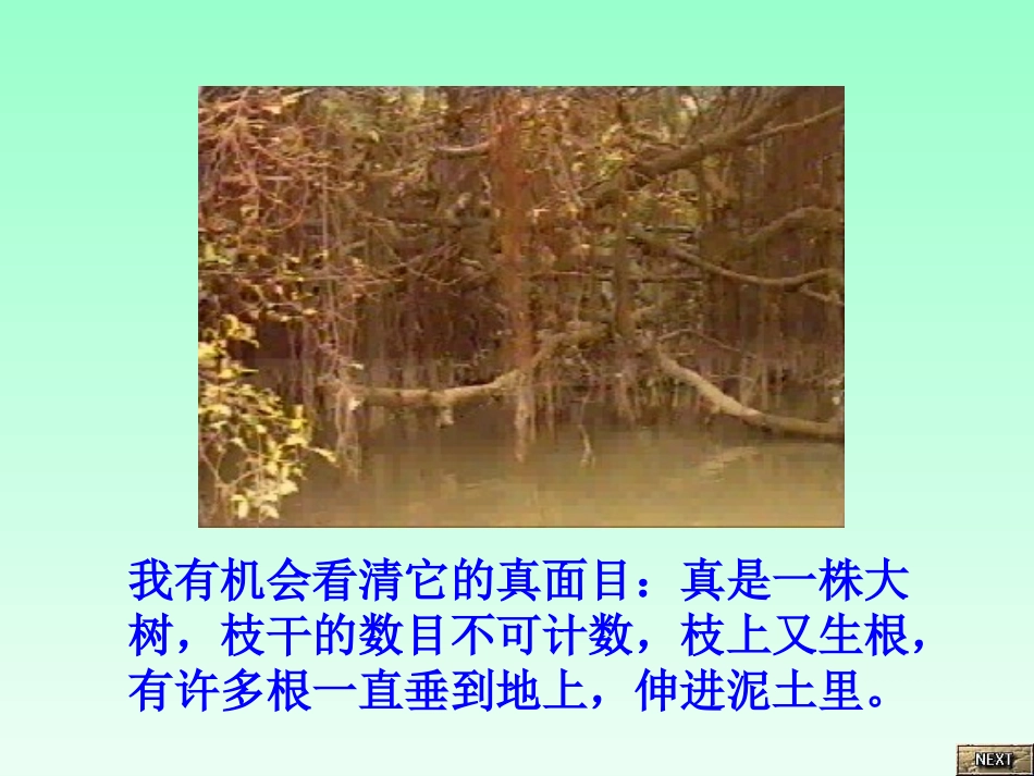 《鸟的天堂》课件_第3页