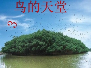 《鸟的天堂》课件