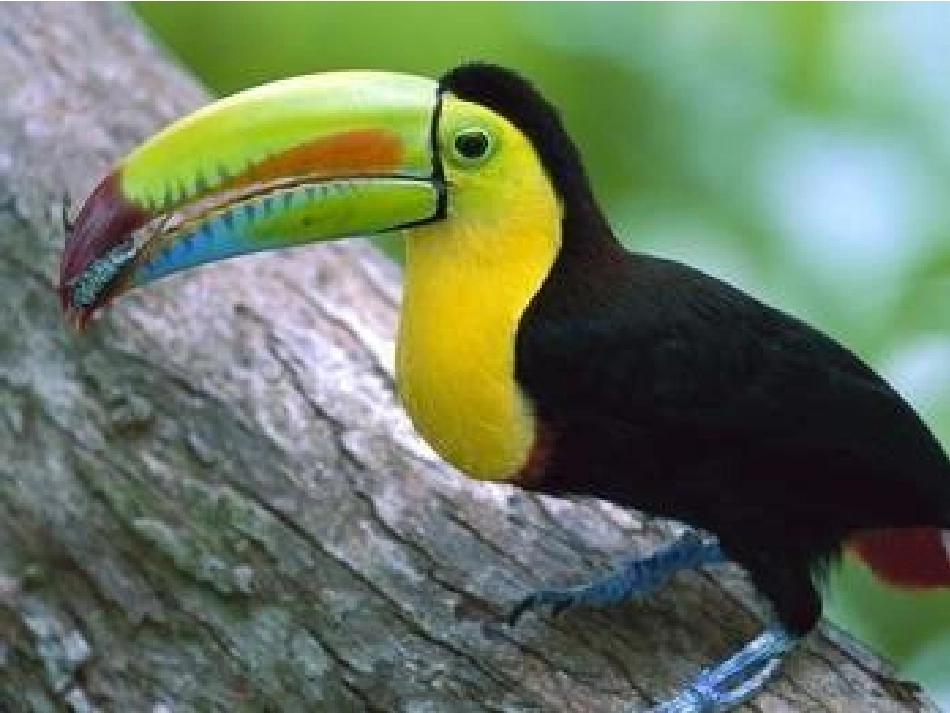 （陆丹习作《我喜欢的动物》课件_第2页