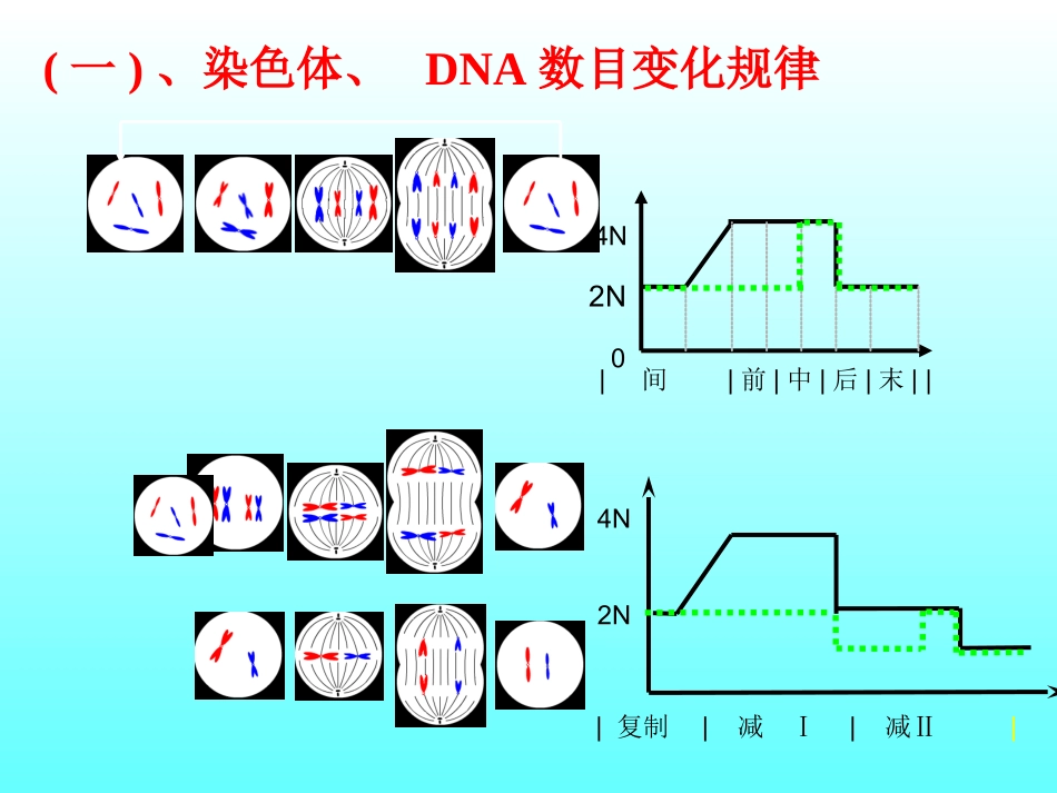 专题复习：减数分裂和有丝分裂_第3页