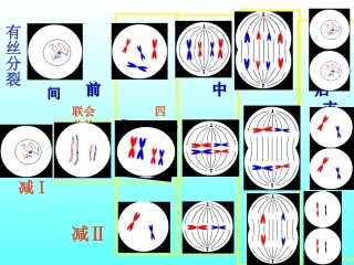 专题复习：减数分裂和有丝分裂