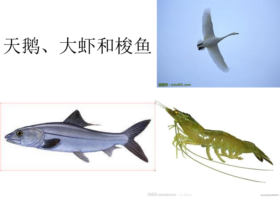 天鹅大虾和梭鱼_第1页