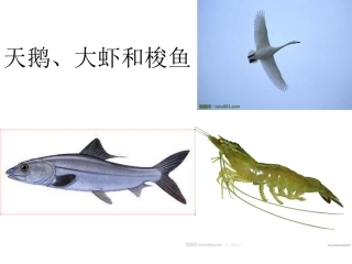 天鹅大虾和梭鱼
