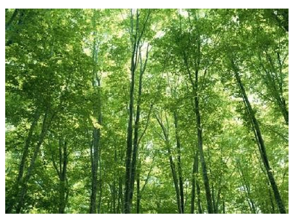 小熊住山洞 课件_第2页