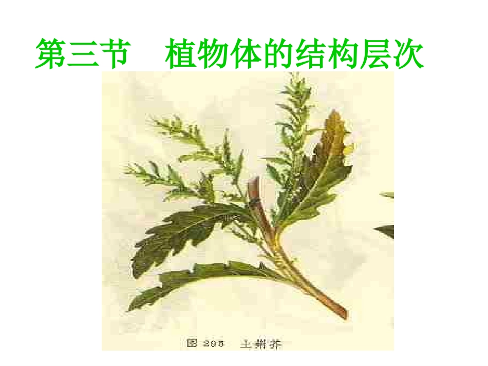 初中一年级生物上册第二单元生物体的结构层次第二章第三节植物体的结构层次第一课时课件_第1页