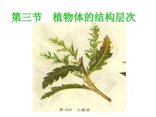 初中一年级生物上册第二单元生物体的结构层次第二章第三节植物体的结构层次第一课时课件