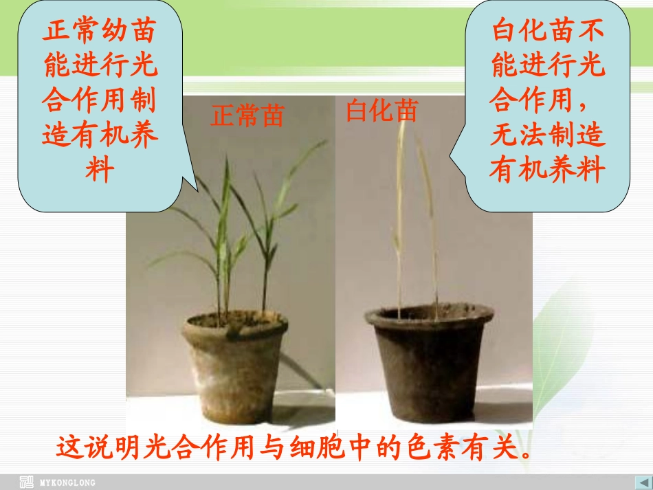 能量之源——光与光合作用_第3页