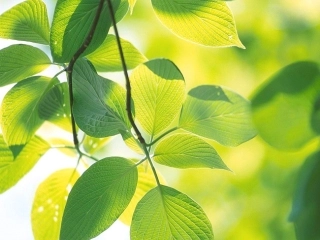 能量之源——光与光合作用