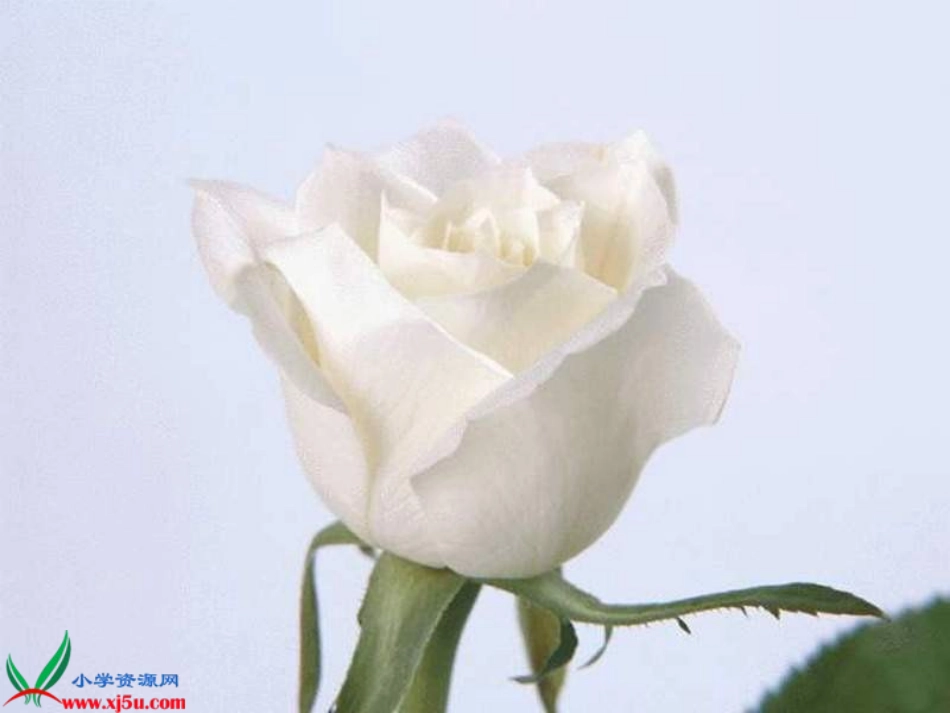 小鹿的玫瑰花优质课课件_第1页